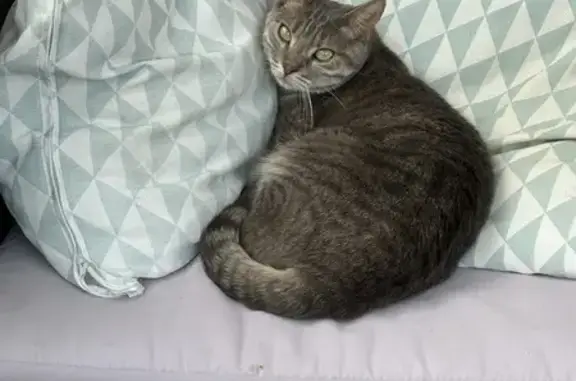 Chat perdu, Embrun, photo: Chatte grise craintive perdue, Embrun