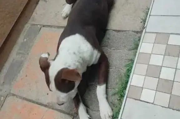 Lost Black & White Bulldog on Vincent Rd, JHB