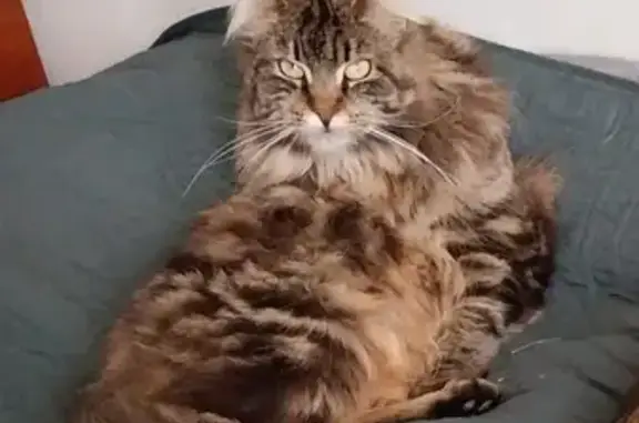 Animaux perdus , photo: Chatte Maine Coon tigrée perdue à Beaufort