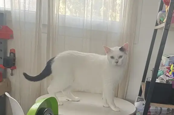 Animaux perdus Pia, photo: Chat mâle castré 3 ans disparu à Pia