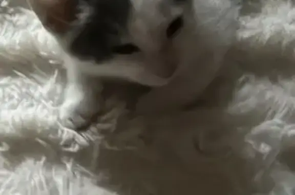 Chat perdu, Reignac, photo: Chaton blanc et gris disparu à Reignac
