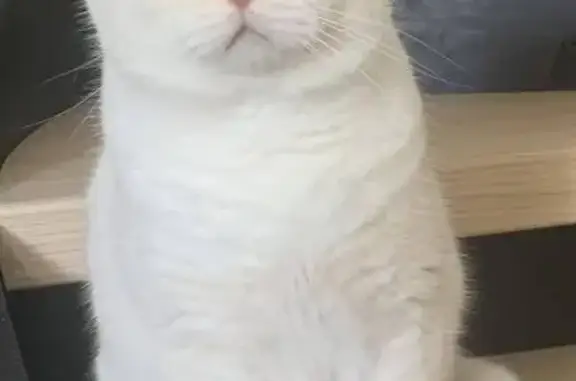 Animaux perdus , photo: Chat peureux disparu, Rue des Tourets 708