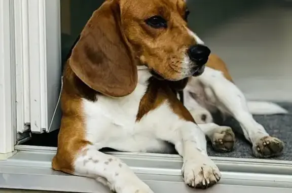 Chien perdu Vandœuvre-lès-Nancy, photo : Beagle tricolore perdu à Vandœuvre-lès-Nancy