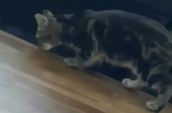 Jeune chat tigré trouvé à Sallaumines - photo