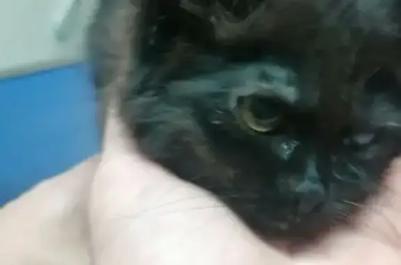 Chaton noire blessée trouvée à Saint-Julien - photo