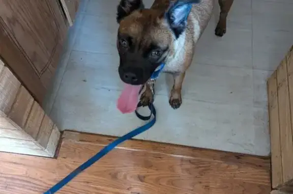 Missing Dog: Malinois Mix, Boxer Head, 37405