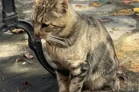 Animaux trouvés Marvejols, photo: Chat trouvé, aveugle d'un œil, Marvejols