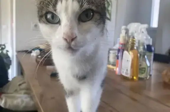Chatte blanche et tigrée trouvée à Nercillac - photo