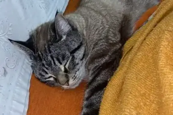 ¡Ayuda! Gato Atigrado Perdido en Valverde