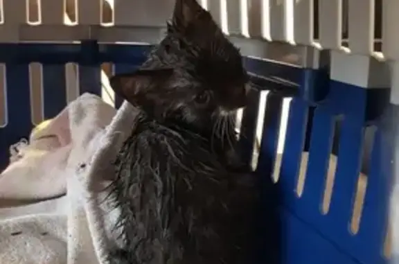 Chat trouvé Étainhus, photo: Chaton gris foncé trouvé à Étainhus