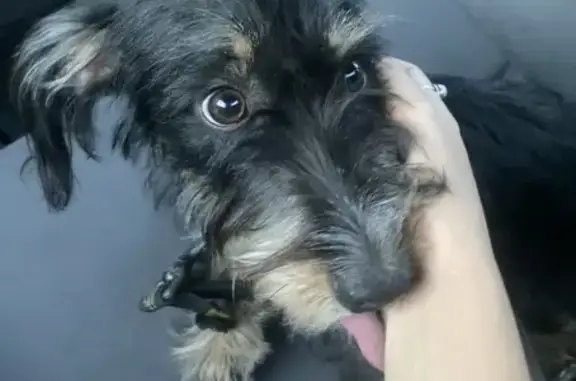 Animales encontrados , foto: Perrita encontrada en Conil, necesita hogar