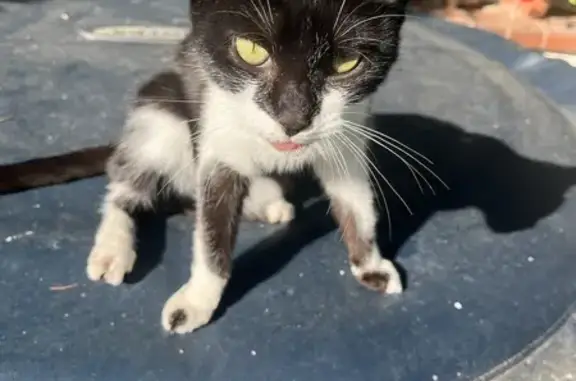 Chatte douce de 5 mois, blessée, sans puce - photo
