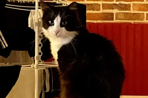 Chat errant trouvé non castré à Compiègne - photo