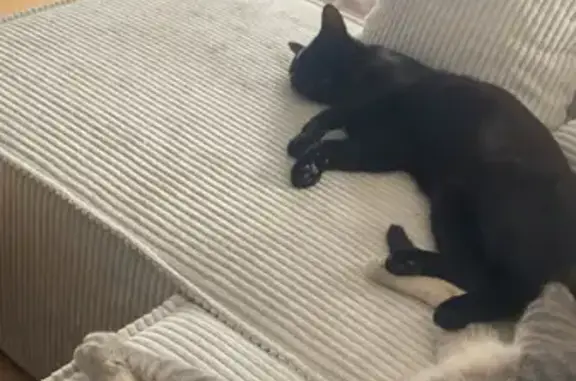 Chat perdu, Brest, photo: 2 chats mâles non castrés perdus à Brest