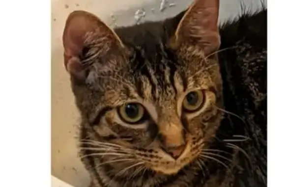 Missing Therapy Cat: Dark Tabby in Selma