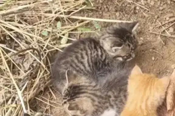 Chatte et ses petits trouvés à St-Pompain - photo