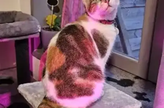 Animaux perdus La Gorgue, photo: Chatte tricolore perdue à La Gorgue