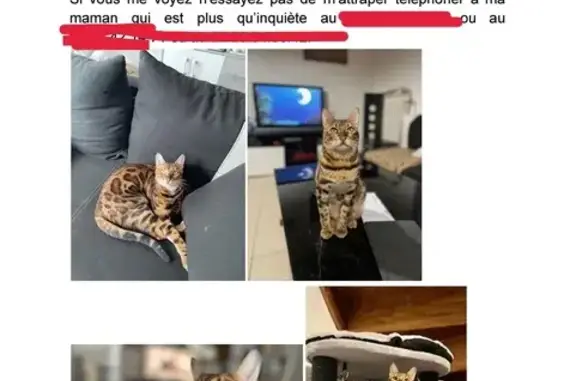 Chat perdu, patte arrière gauche manquante - photo