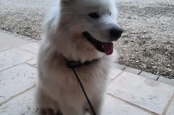 Chien trouvé Confrançon, photo: Chien trouvé à Confrançon, 362 Montburon