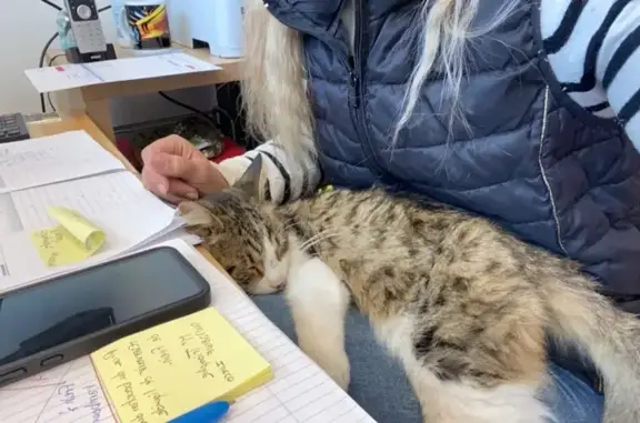 Chat trouvé , photo: Chat trouvé : cherche adoptant à St-Igny-de-Vers
