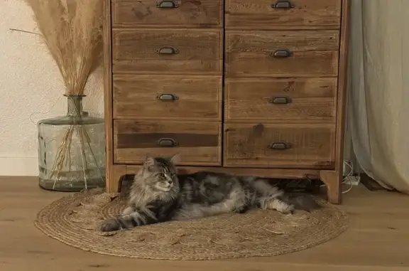 Chat perdu au Bignon : Maine Coon tigré 4 ans - photo