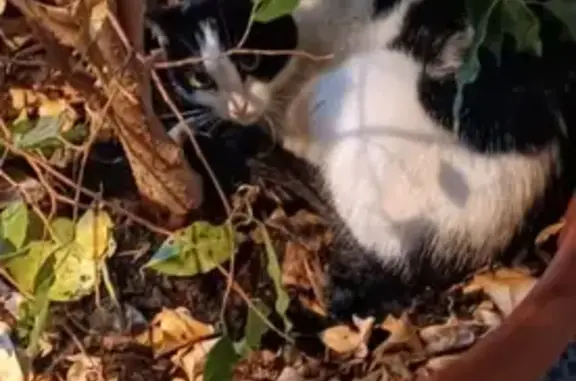 Chatte noire et blanche retrouvée à Montreuil - photo