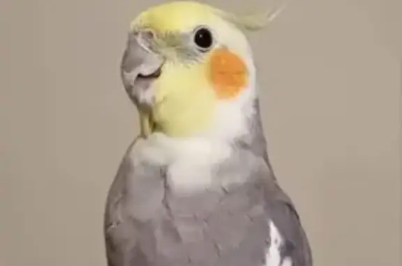 Lost Cockatiel: Reward for Saf...