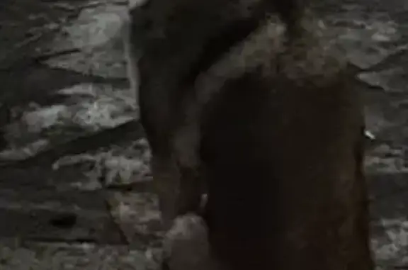 Chien errant craintif près de la gare Montceau - photo