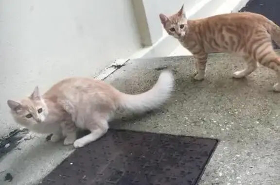Deux jeunes chats trouvés au lycée Sainte Marthe - photo