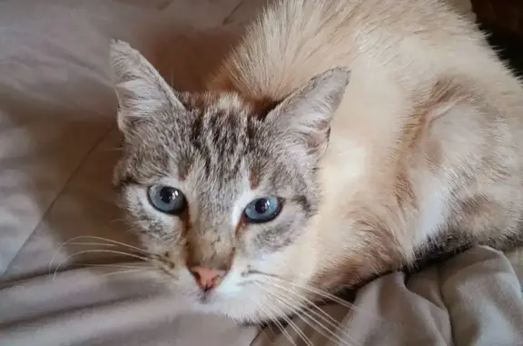Chatte mi siamoise mi tigrée trouvée - photo