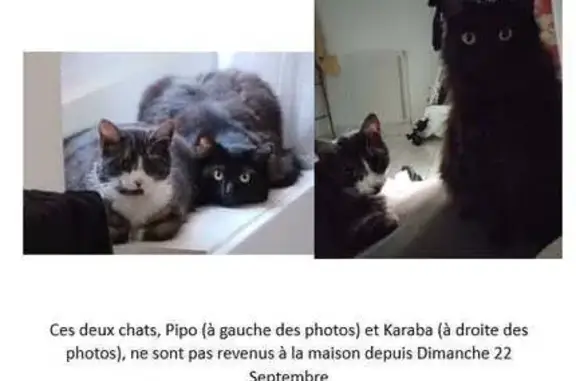 Animaux perdus Toulouse, photo: Chats disparus à Toulouse, Rue des Lilas