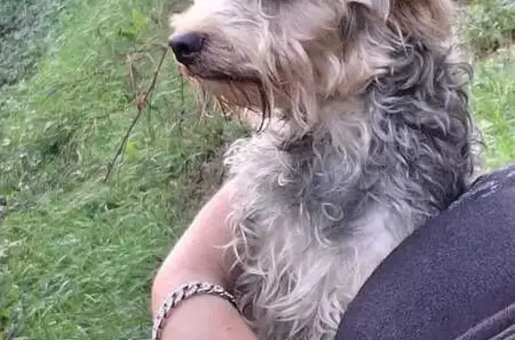 Chien trouvé à l'étang du Glairon, Le Cheylas - photo