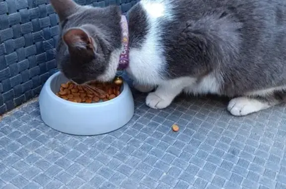 Chat gris et blanc trouvé, 6 mois, Tarascon - photo