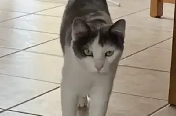 Chat perdu : Bounty, gris-blanc, oreille coupée - photo