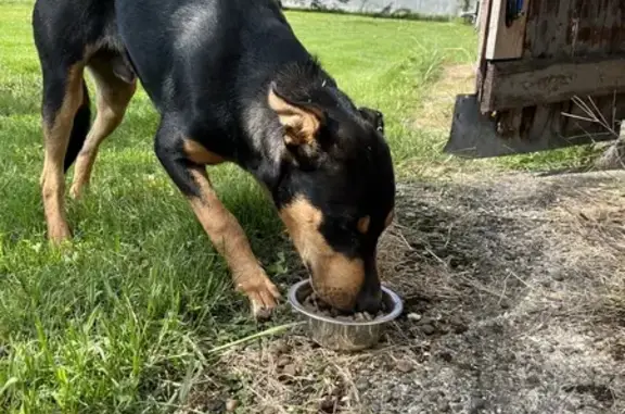 Jeune Beauceron trouvé sans identification - photo