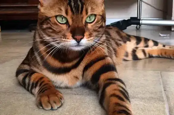 Lost Cat in Reservoir, Northern Cape
