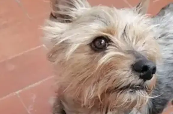 Perro Perdido en Lorca: York Shire de 6 Años, Yubi