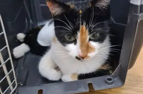 Chat trouvé près de l'église en travaux - photo