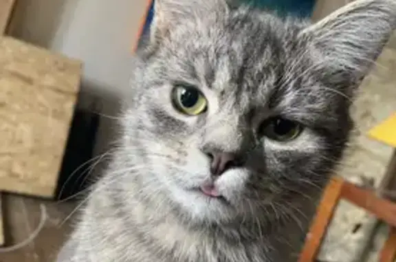 Animaux perdus Pleine-Fougères, photo: Chat tigré sociable perdu à Pleine-Fougères