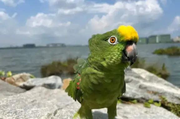 Lost Amazon Parrot with Ring in Teban Gardens