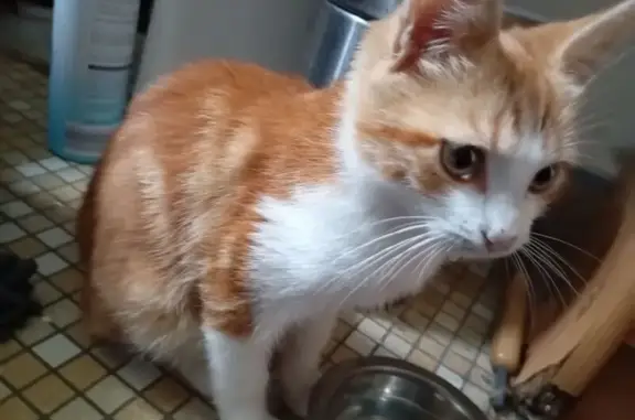Chaton mâle trouvé, rue du 14 Août, Montluçon - photo