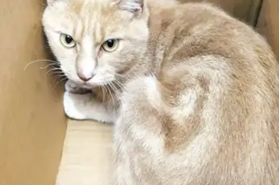 Chat roux non castré trouvé au Lycée Baudimont - photo