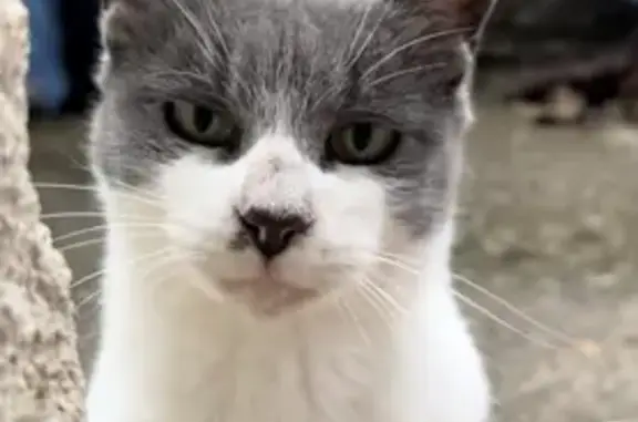 Chat trouvé , photo: Chat craintif cherche contact Rue du Coudart