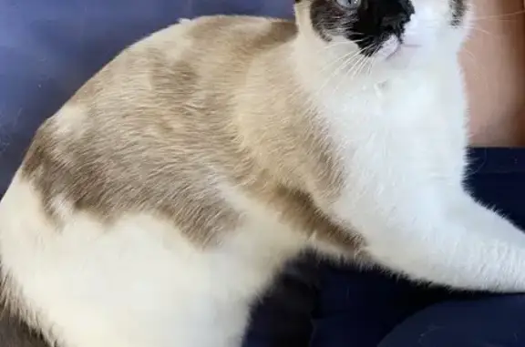 Chatte blanche tachetée disparue à Archamps - photo