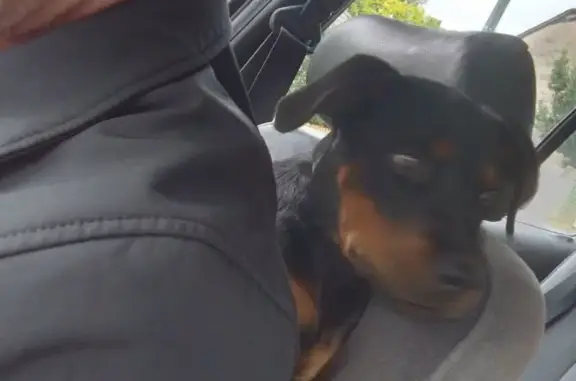 Jeune chien mâle trouvé à Juillac - photo