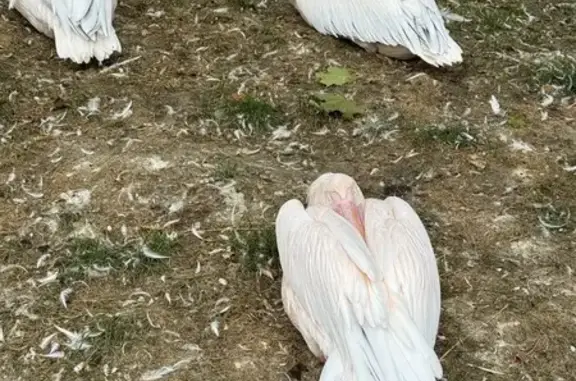 Found Bird in Bennett, CO - ID 79, 4297