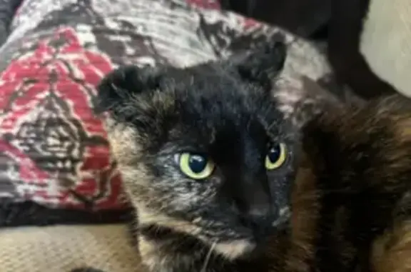 Lost Tortie Cat on North Sycamore St, Hinckley