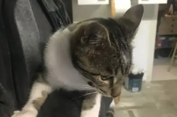 Jeune chat mâle trouvé, non pucé, sociable - photo