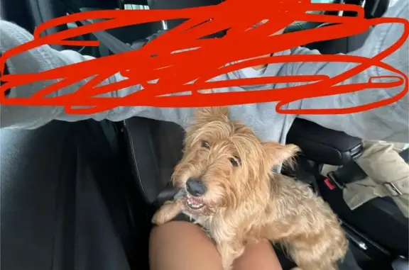Petit chien croisé trouvé à Lubersac - photo