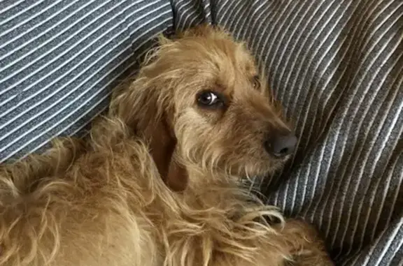 Chienne caramel sociable trouvée à Saint-Germain - photo